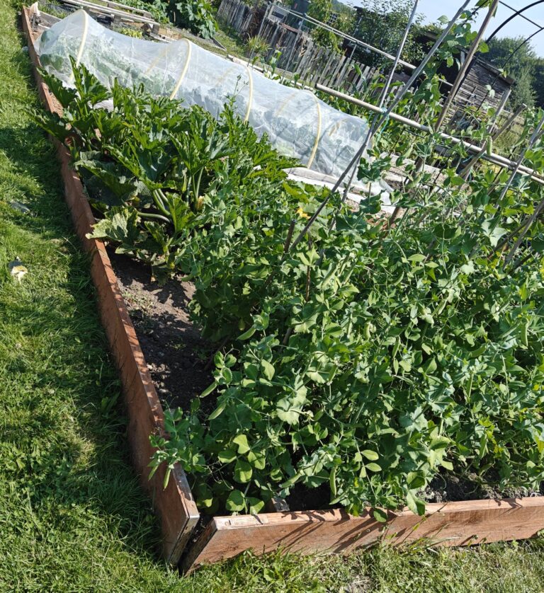 3.9m scaffold boards for raised beds in Dunstable