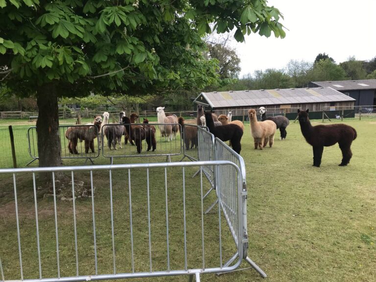 A local Alpaca and Llama farm in Funtington near Chichester contacted us because they required some crowd control barriers to fence off areas of their farm so that the animals could have a safe location for visitors to view them. We provided them with a quote for 12x new fixed leg A frame crowd control barriers along with delivery to their farm. They were happy with our price and lead times but wanted to confirm how sturdy and secure our barriers were, so our sales team provided them with all of the information they needed to answer their questions and concerns so that they could be satisfied these barriers would be suitable for their needs, especially around animals. Our crowd control barriers measure 2.3m long and 1.1m high and weigh approximately 11.5kg each. When installed correctly, they will provide excellent protection. At Dunreyth alpacas, they run a farm dedicated to looking after alpacas and llamas, and they offer different bookings for visitors to safely integrate with these beautiful animals and walk them through the surrounding countryside. The farm purchased the crowd barriers from us to replace a selection of older ones that were no longer deemed safe to use; the new ones we supplied were going to be used within the barn area where the alpacas wait to be prepared for their walk and were also used outside on the farm to separate the alpacas from the visiting public to create a safe space between the animals and the people. The crowd barriers were also installed around trees that were out of bounds for the animals. The great thing about using this type of barrier in this setting is that they are strong enough to withstand any force and low enough to still interact with the alpacas and llamas. Installing the crowd control barriers is simple: ensure the ground is level, then slot them into place using the hook and eyes at either end of the metal barricades. The hooks are placed directly into the eyes, creating a solid, secure, fenced-off area.