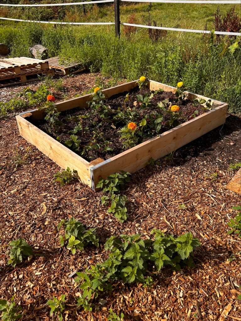 Raised garden bed built from 13ft scaffold boards at Strength and Learning Through Horses charity, planted with strawberries and marigolds for their therapeutic sensory garden.