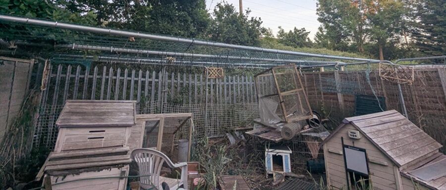Three used 21ft scaffold tubes forming the overhead frame of a chicken run in a Milton Keynes garden, supporting wire netting above several wooden coops